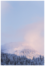 Main image Forêt blanche