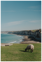 Main image Mouton & Falaises normandes